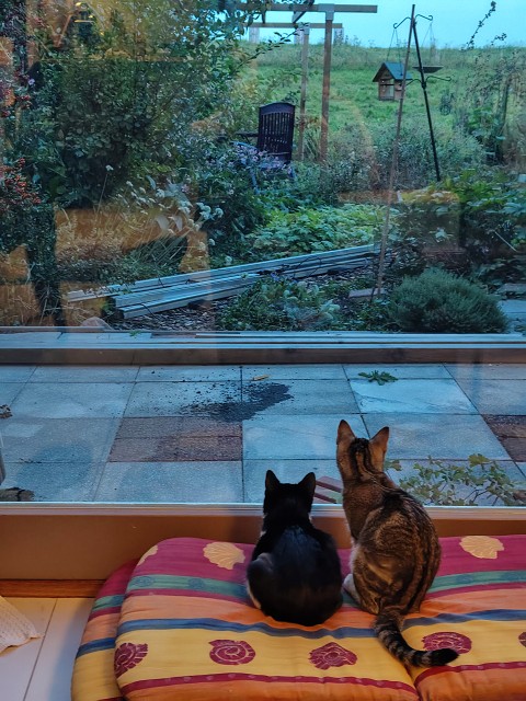 IMG 20250906 202456736