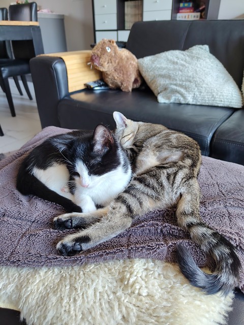 IMG 20250907 161720449 HDR